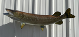 40 Inch Northern Pike Fish Mount Production Proofs - Invoice #21221