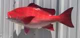 32 Inch Red Snapper Fish Mount Production Proofs - Invoice #21453