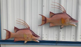 Two 26" Hogfish Full Mount Fish Replica Customer Proofs 21902