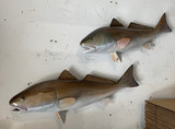 Two 38 Inch Redfish Fish Mount Production Proofs - Invoice #21785