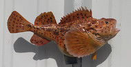 11" Sculpin Full Mount Fish Replica Customer Proofs 21803