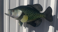 17" Crappie Full Mount Fish Replica Customer Proofs 21999