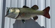 21" Largemouth Bass Full Mount Fish Replica Customer Proofs 22607