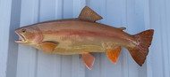 21" Palomino Trout Full Mount Fish Replica Customer Proofs 22868