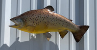 22" Brown Trout Full Mount Fish Replica Customer Proofs 22645