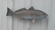 22" Redfish Full Mount Fish Replica Customer Proofs 21836