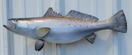 23 Inch Seatrout Fish Mount Production Proofs - Invoice #21752