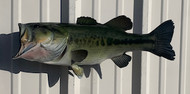 23" Largemouth Bass Full Mount Fish Replica Customer Proofs 22000