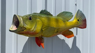 23" Peacock Bass Full Mount Fish Replica Customer Proofs 22692