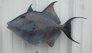 24 Inch Grey Triggerfish Fish Mount Production Proofs - Invoice #21715