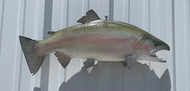 25" Rainbow Trout Full Mount Fish Replica Customer Proofs 22721