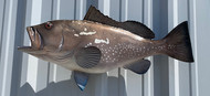 25" Red Grouper Full Mount Fish Replica Customer Proofs 22612