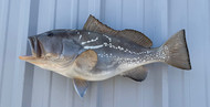 25" Red Grouper and 45" African Pompano Full Mount Fish Replica Customer Proofs 22894