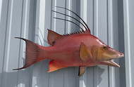 26" Hog Snapper Full Mount Fish Replica Customer Proofs 22729