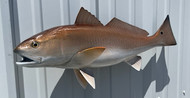 27" Redfish Full Mount Fish Replica Customer Proofs 22683
