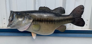 29" Largemouth Bass Full Mount Fish Replica Customer Proofs 21987