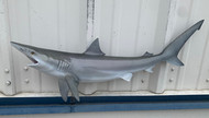 30 Inch Blacktip Shark Mount Production Proofs - Invoice #21769