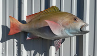 30" Mutton Snapper Full Mount Fish Replica Customer Proofs 22622
