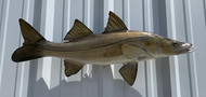 31" Snook Full Mount Fish Replica Customer Proofs 22808