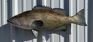 32" Gag Grouper Full Mount Fish Replica Customer Proofs 22637