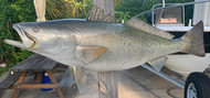 32 Inch Seatrout Fish Mount Production Proofs - Invoice #Stubbs