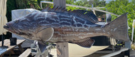  33 Inch Black Grouper Fish Mount Production Proofs - Invoice #21632