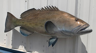 38 Inch Gag Grouper Fish Mount Production Proofs - Invoice #21808