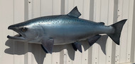 38" King Salmon Full Mount Fish Replica Customer Proofs 21861