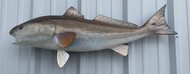 38" Redfish Full Mount Fish Replica Customer Proofs 22485