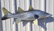 39" Snook Full Mount Fish Replica Customer Proofs 22157