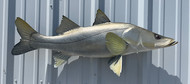 39 Snook Full Mount Fish Replica Customer Proofs 22690