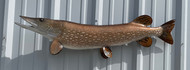 40" Northern Pike Full Mount Fish Replica Customer Proofs 22716