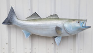 41" Striped Bass Full Mount Fish Replica Customer Proofs 21880