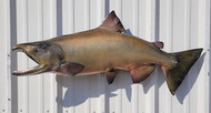 41" King Salmon Full Mount Fish Replica Customer Proofs 22132