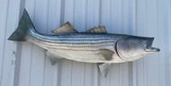 41" Striped Bass Full Mount Fish Replica Customer Proofs 22847