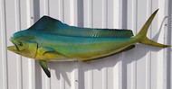 42" Cow Dolphin Full Mount Fish Replica Customer Proofs 22154