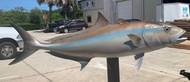 43 Inch Amberjack Fish Mount Production Proofs - Invoice #21505