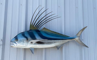 43" Roosterfish Full Mount Fish Replica Customer Proofs 22967