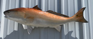 46" Redfish Full Mount Fish Replica Customer Proofs 22628