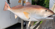 48 Inch RedfishFish Mount Production Proofs - Invoice #21671
