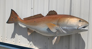 48 Inch Redfish Fish Mount Production Proofs - Invoice #21802