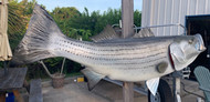  48 Inch Striped Bass Fish Mount Production Proofs - Invoice #21560