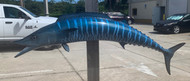 48 Inch Wahoo Fish Mount Production Proofs - Invoice #21850