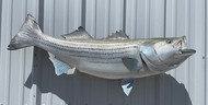 48" Striped Bass  Full Mount Fish Replica Customer Proofs 22592