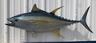 55" Yellowfin Tuna Full Mount Fish Replica Customer Proofs 21886