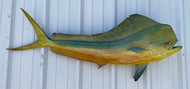 56" Bull Dolphin Full Mount Fish Replica Customer Proofs 22889