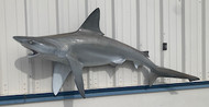 67" Blacktip Shark Full Mount Shark Replica Customer Proofs 21867