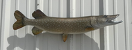 35 Inch Northern Pike Fish Mount Production Proofs - Invoice #21306