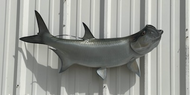 42 Inch Tarpon Fish Mount Production Proofs - Invoice #21212