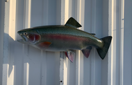 21 Inch Rainbow Trout Fish Mount Production Proofs - Invoice #21319